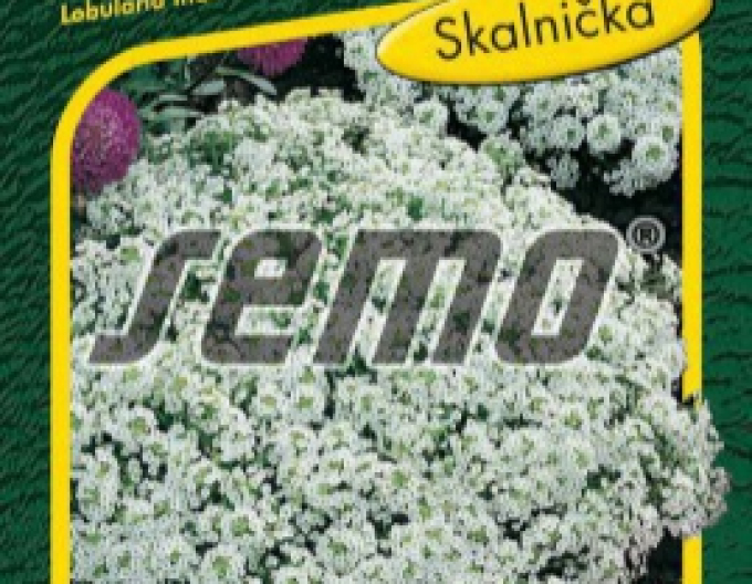Seed Tarica seaside ´Corbeille d´Argent´