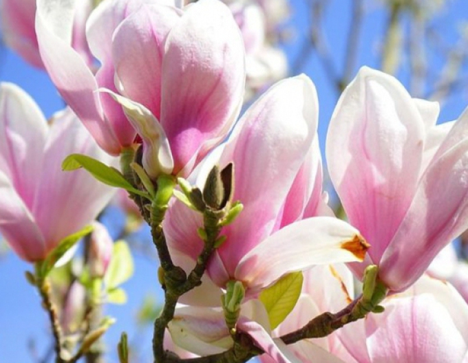 Magnolia ´Gorge Henry Kern´