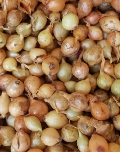 Cibule sazečka ´Stutgartská´ 10/21 25kg