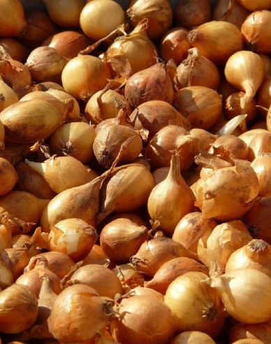 Cibule sazečka ´Všetana´ 8/16 0,25kg