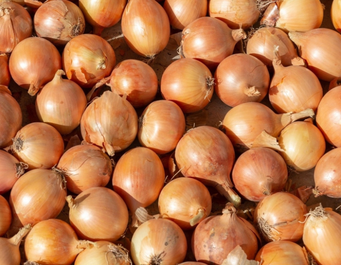 Cibule šalotka ´Yellow Moon´ 0,5kg