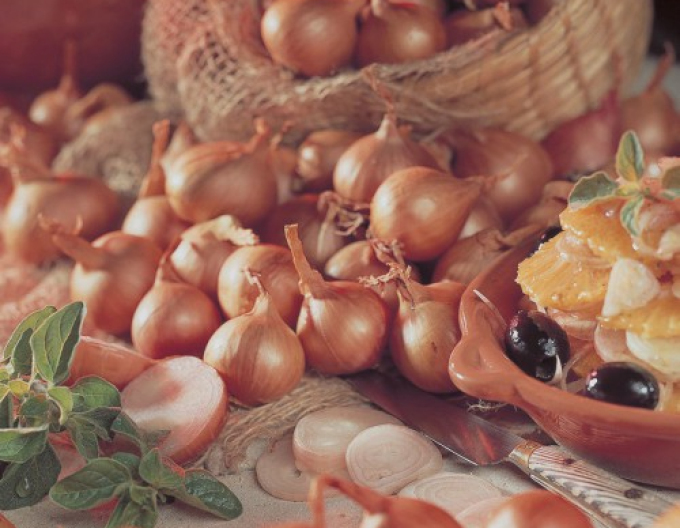 Cibule šalotka ´Red Sun´ 0,25kg