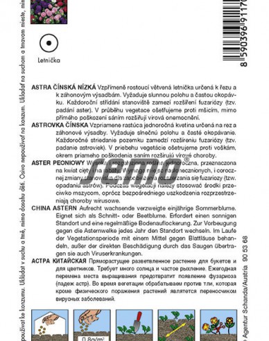 Semo Astra činská ´Colour Carpet Změs´