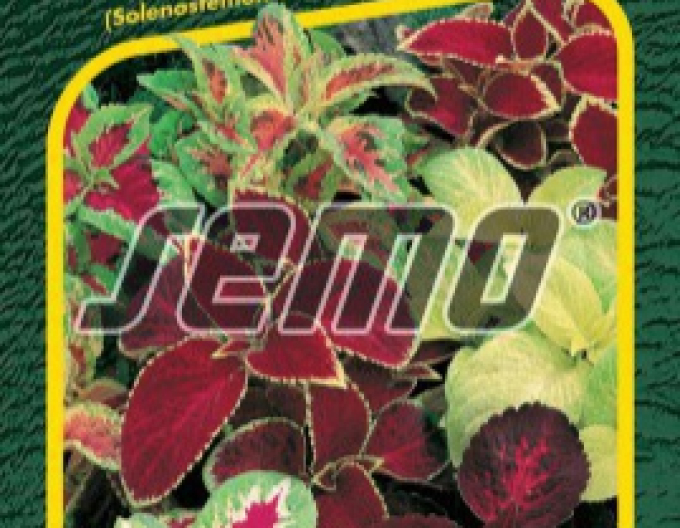 Semo Koleus - Africká kopřiva ´Rainbow Mixture´