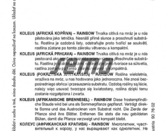 Semo Koleus - Africká kopřiva ´Rainbow Mixture´