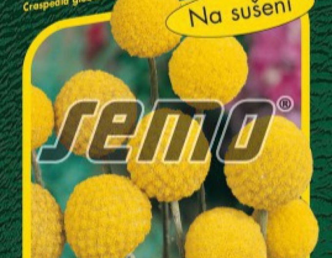 Semo Kraspédie ´Billy Buttons´
