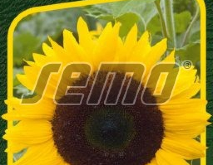 Semo Slunečnice roční ´Mezzulah F1´