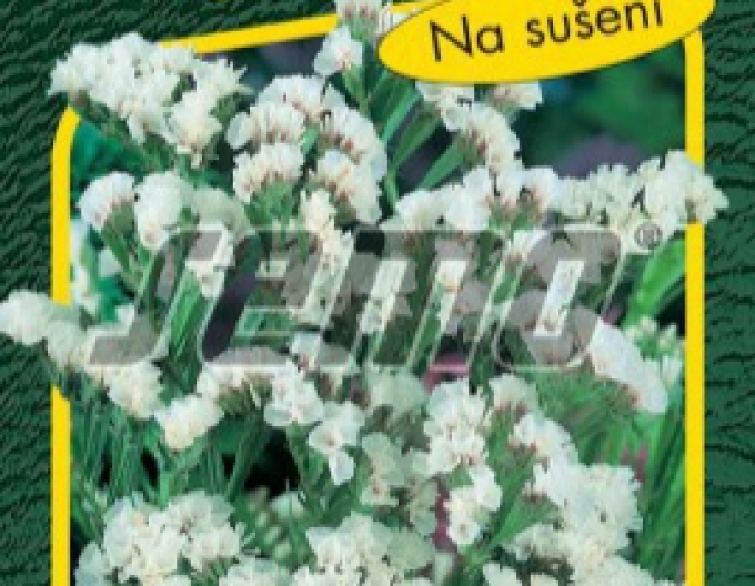 Semo Statice sinuata (limonka) White