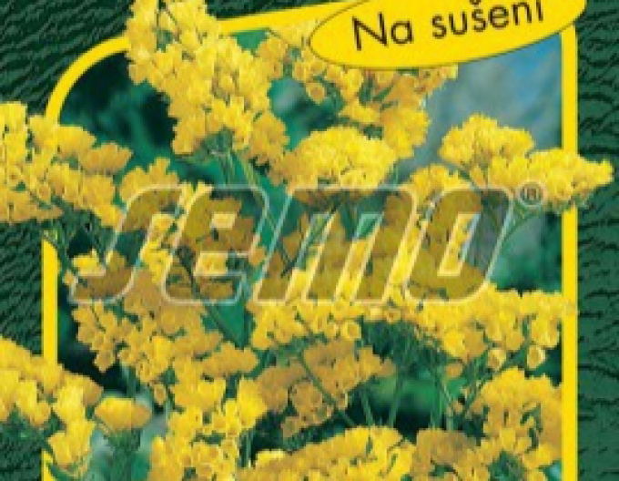 Semo Statice sinuata Gold Coast
