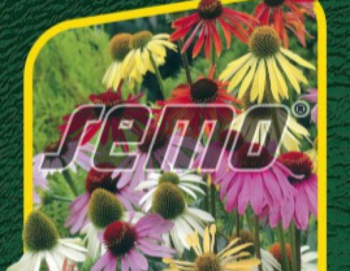 Semo Echinacea  ´Paradiso´