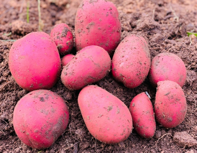 Sazenice brambor ´Baltic Rose´ 5kg