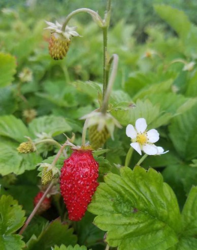 Jahoda lesní ´Alexandria´