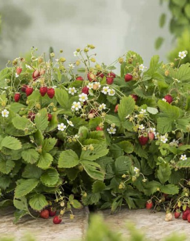 Jahoda lesní ´Alexandria´