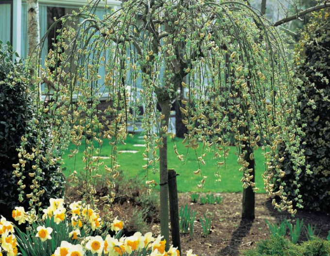 Vysoká vrba převislá Kilmarnock na stonku 40 cm