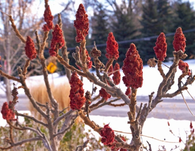 Škumpa orobincová ( Rhus Typhina)