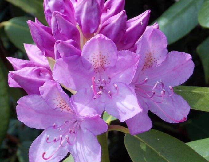 Pěnišník Catawbiense Grandiflorum