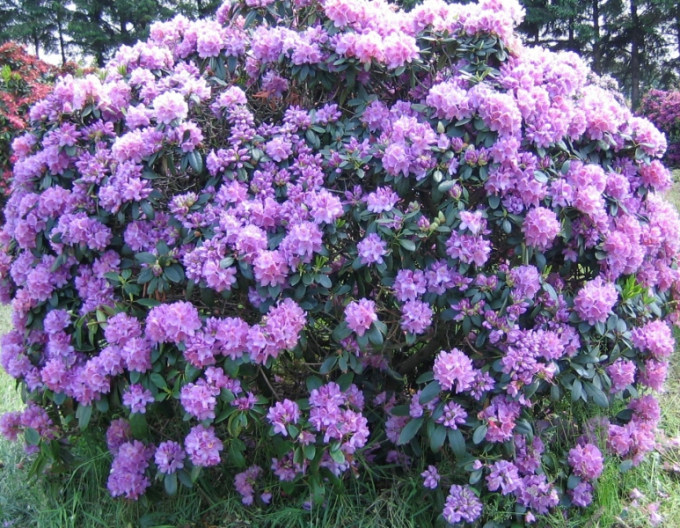 Pěnišník Catawbiense Grandiflorum