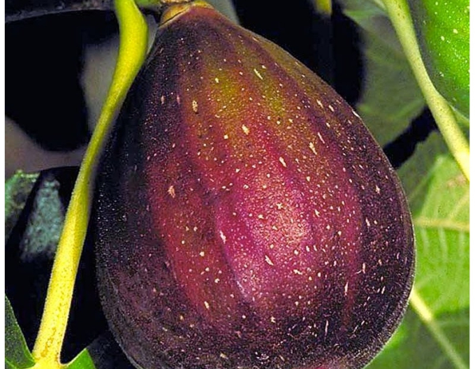 Fíkovník ´Brown Turkey´