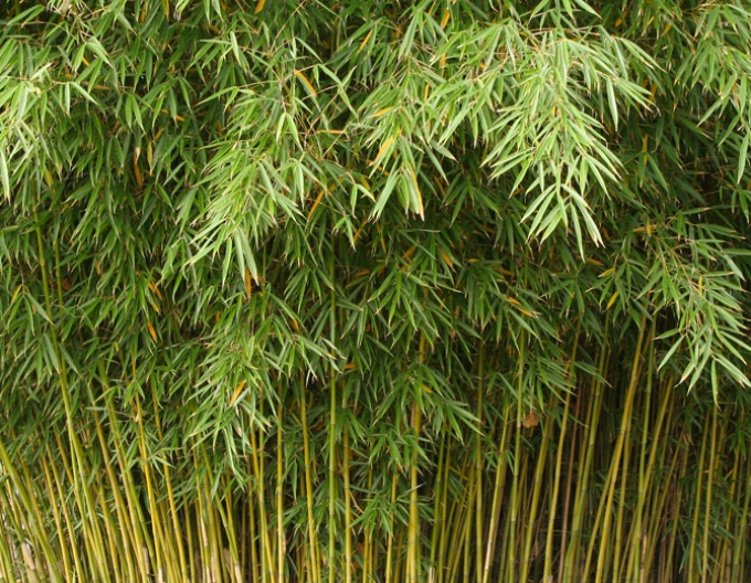 Bambus ´Fargesia Robusta Formidable´