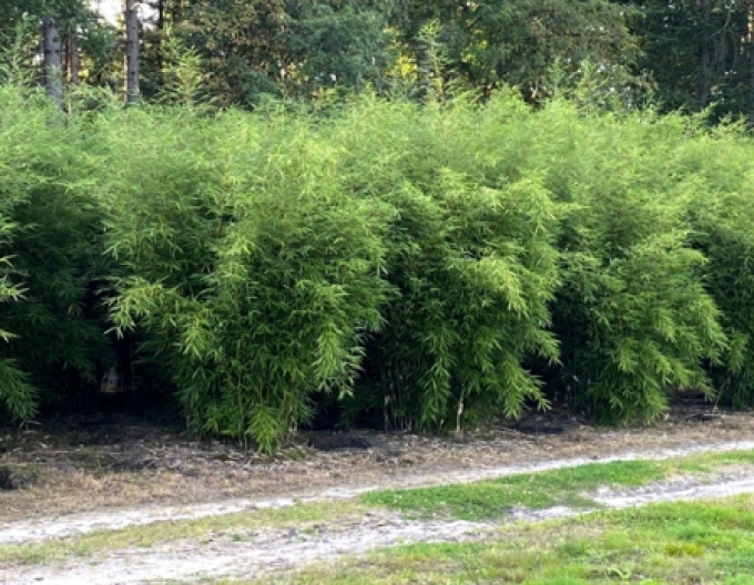Bambus ´Fargesia Robusta Formidable´