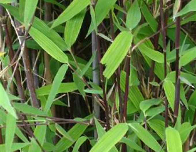 Bambus ´Fargesia Nitida Gansu´