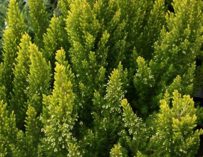 Vřesovec stromovitý Estrella Gold