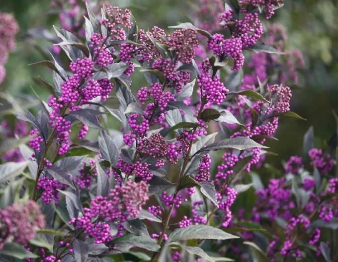 Issais beautyberry ´Issai´