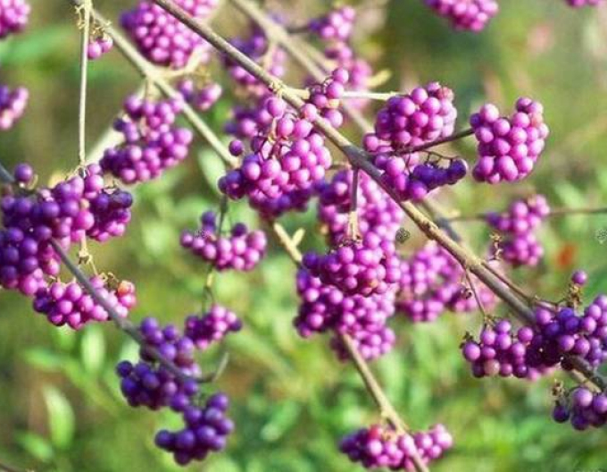 Issais beautyberry ´Issai´