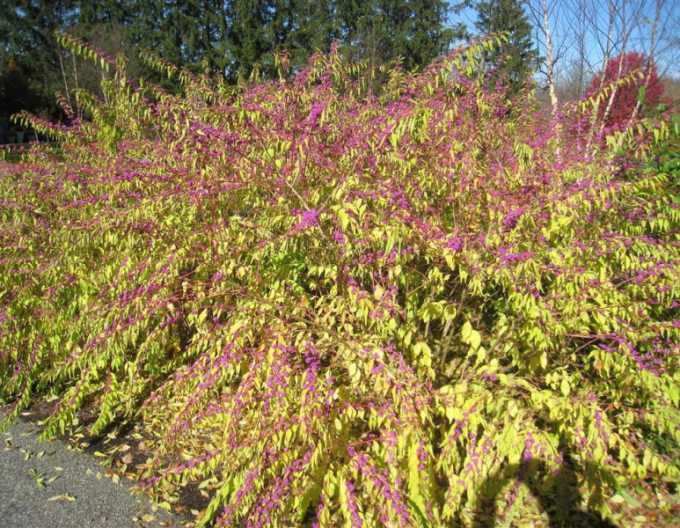 Issais beautyberry ´Issai´