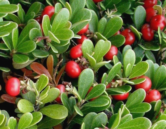 Medvedica medicica