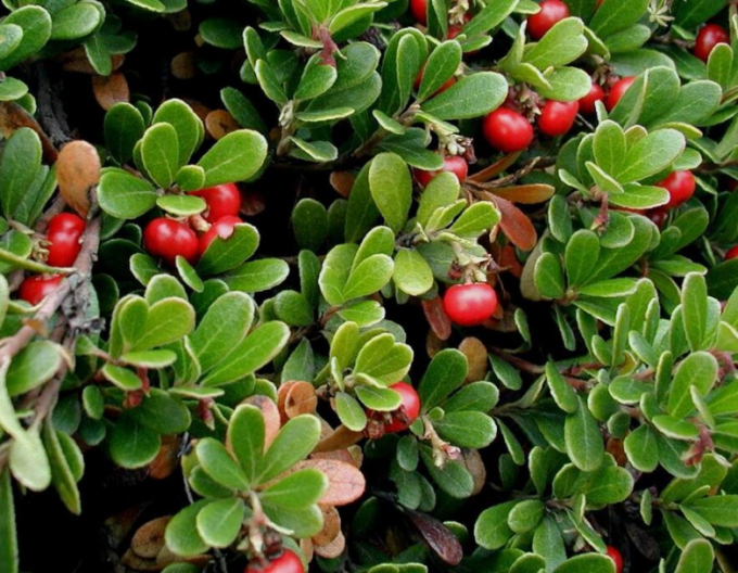 Medvedica medicica