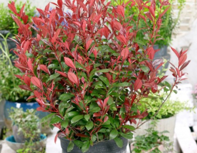 Blýskavka Fraserova ´Carré Rouge´