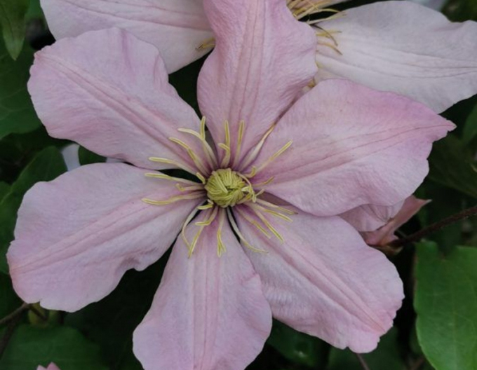 Clematis ´Ai - Nor´