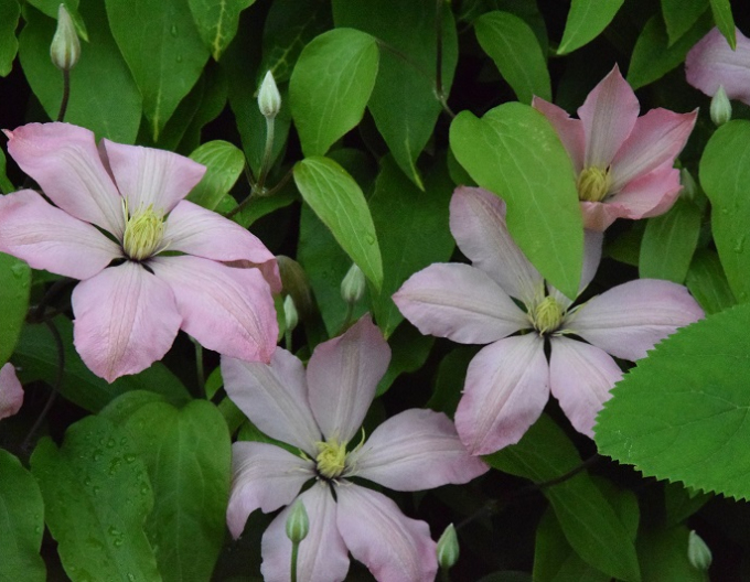 Clematis ´Ai - Nor´