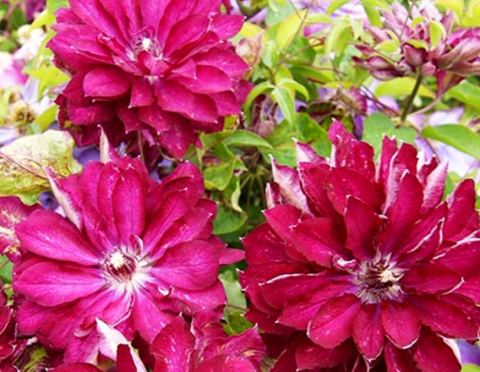 Clematis ´Akafuji´