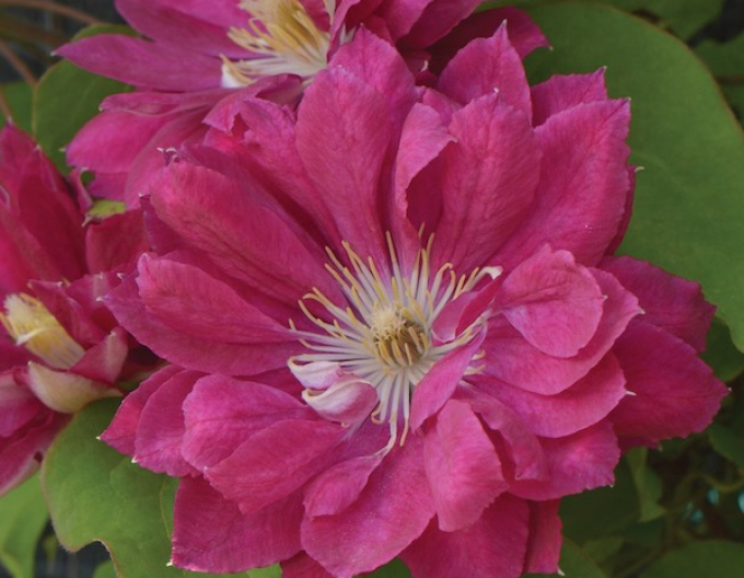 Clematis ´Akafuji´