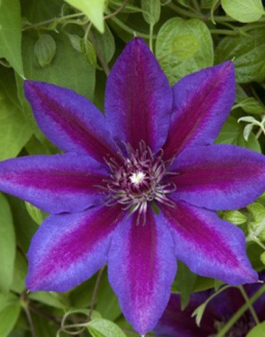 Clematis ´Akaishi´