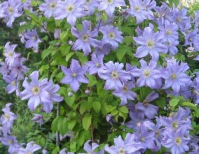 Clematis Azure Ball