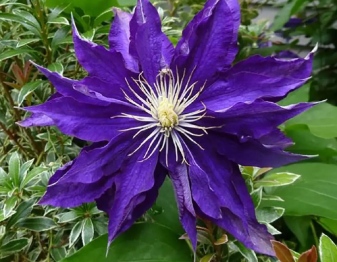 Clematis ´Hakuookan´