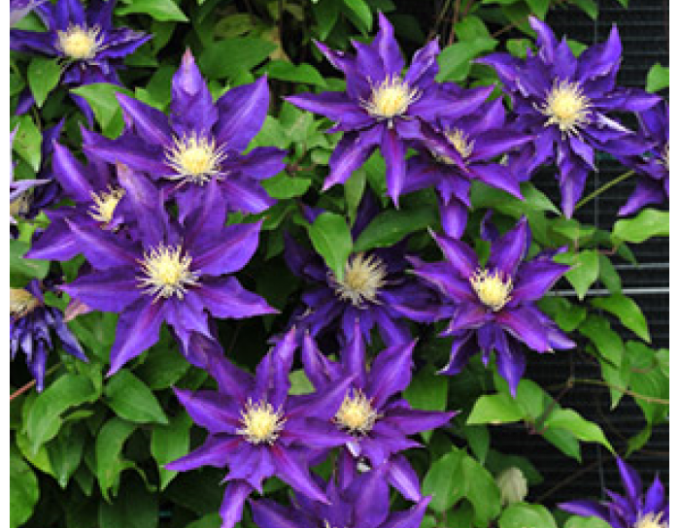 Clematis ´Hakuookan´