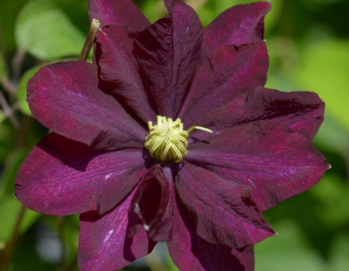 Clematis ´Jan III Sobieski´