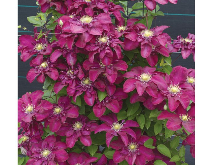 Clematis ´Jan III Sobieski´