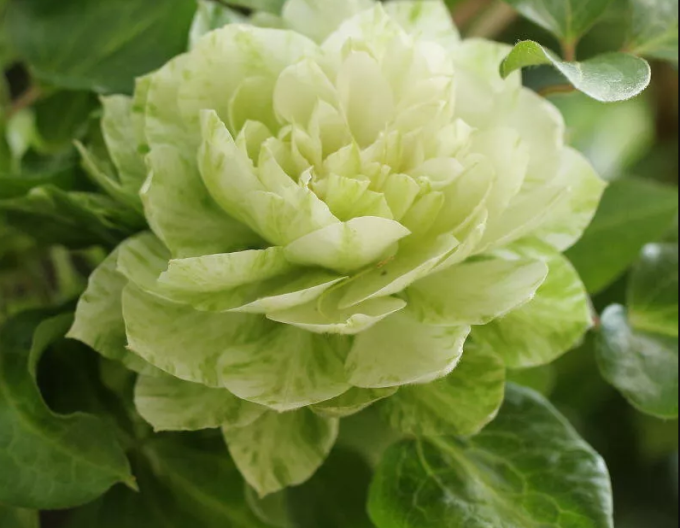Clematis ´Kohana´