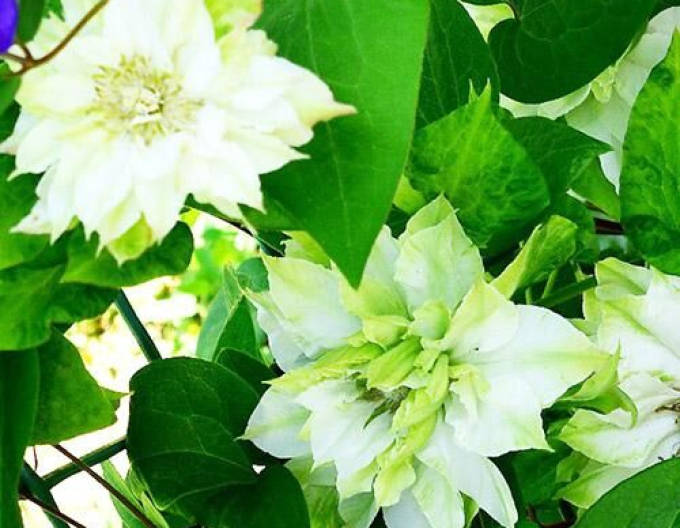 Clematis ´Kohana´