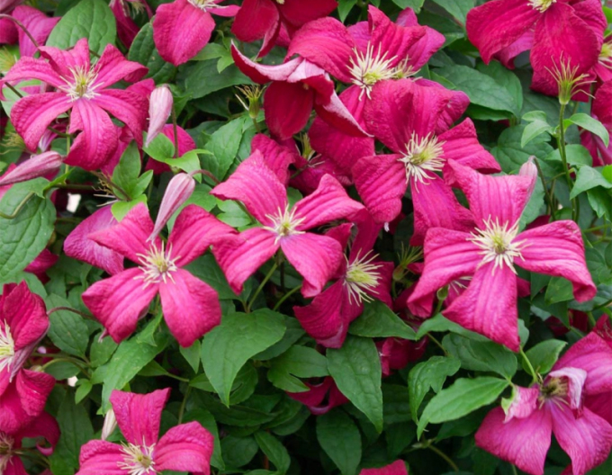 Clematis ´Madame Julia Correvon´