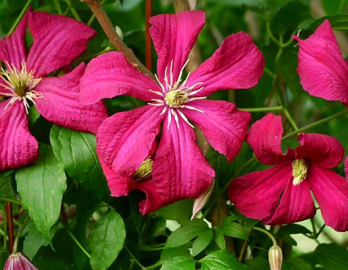 Clematis ´Madame Julia Correvon´