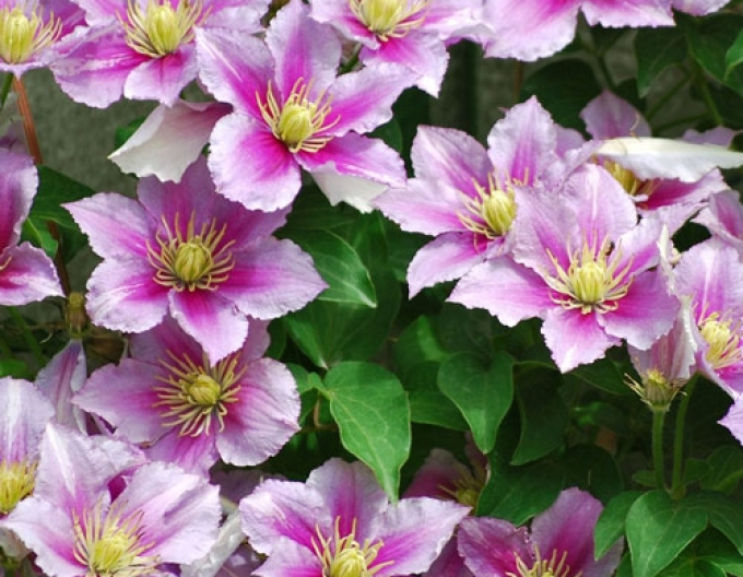Clematis Piilu