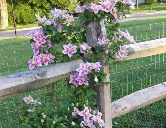 Clematis Piilu