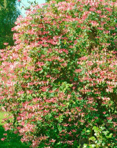 Zimolez ovíjivý ´Belgica´