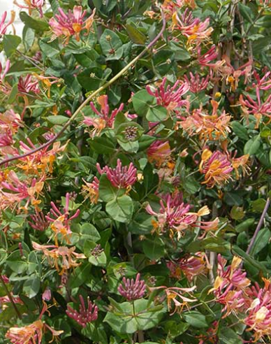 Zimolez heckrotii ´Goldflame´
